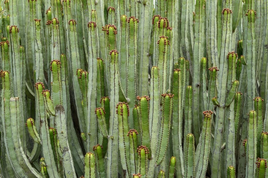 A San Pedro Cactus