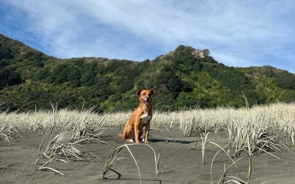 Jack Russell Pārore has been missing in Taranaki since New Years Eve after being spooked by fireworks