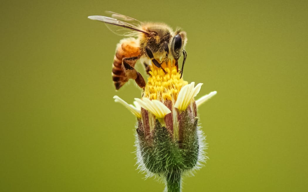 honeybee