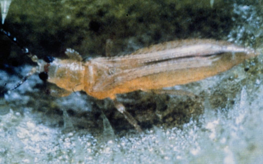 Close up of the Thrips Palmi or Melon Thrips.