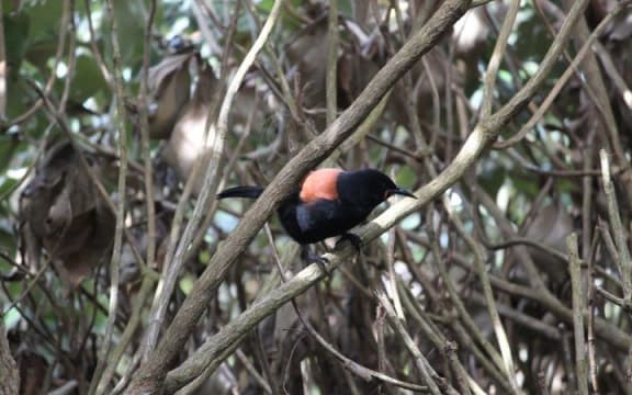 A tieke or South Island saddleback