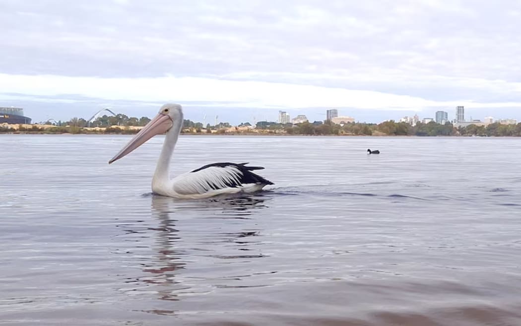Pelican on Perth's Swan River