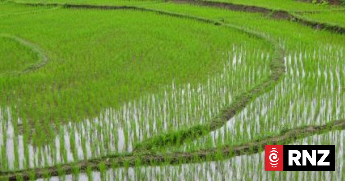Fiji Govt signals commitment to revitalising rice industry | RNZ
