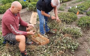 Peanuts being picked in Northland.