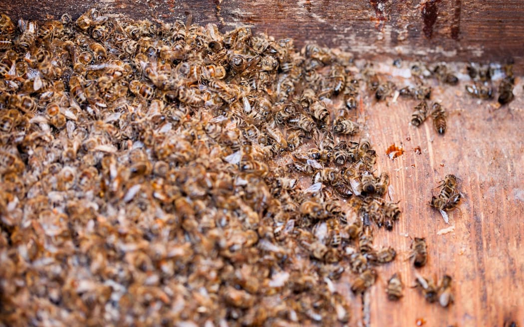 Thousands dead honey bees poisoned by pesticides