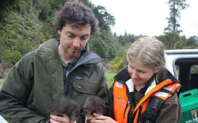 DOC rangers Jerome Guillotel and Alison Beath with brown kiwi chicks, Tongariro Forest.