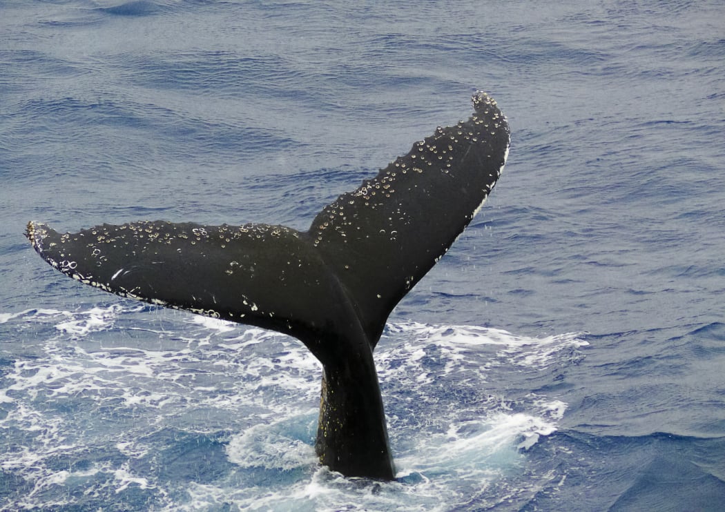 The fluke of a humpback whale.