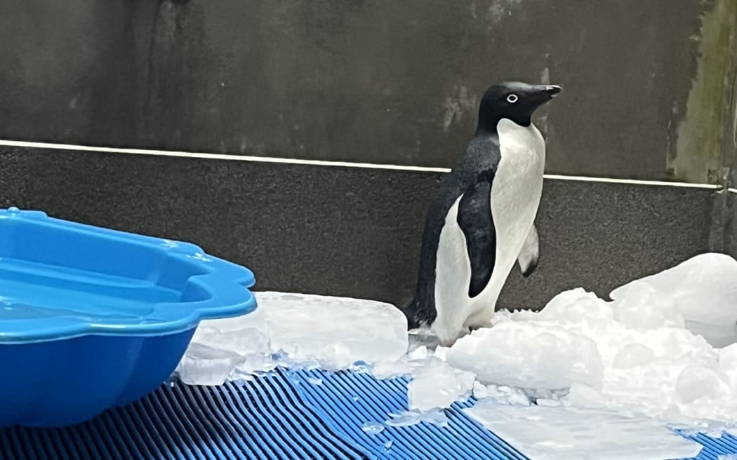 An Antarctic Adélie penguin found on Petone beach is undergoing testing for avian influenza after the virus was detected in the icy continent this year.