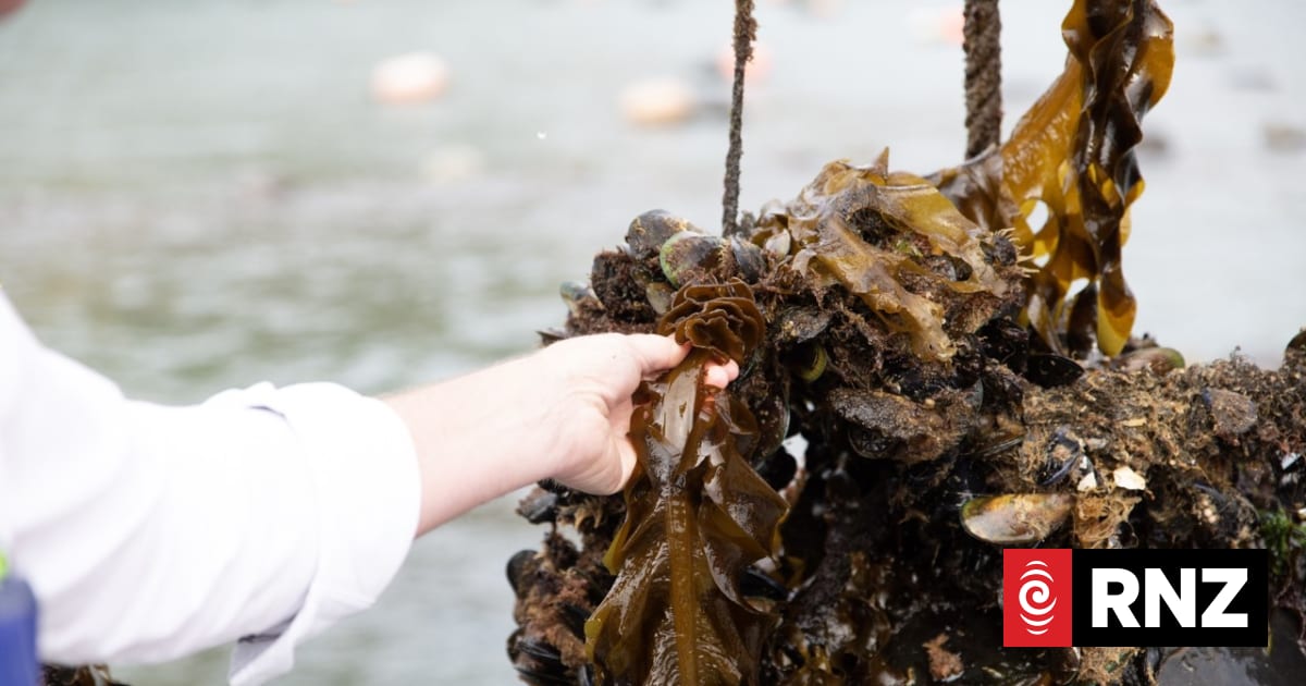 Growth framework developed for New Zealand's seaweed industry | RNZ