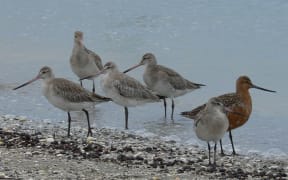 Bar-tailed godwits