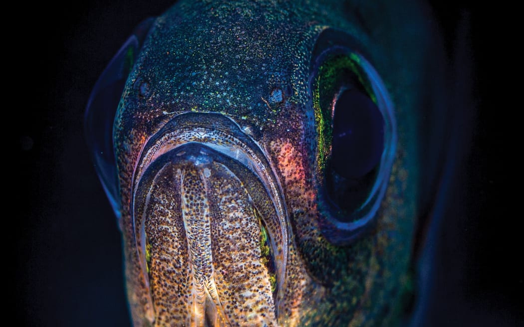 A close-up of a fish's face looking front-on into camera. The fish has big dark eyes and a downturned mouth, with skin that is silvery and luminscent. The back-end of the fish is obscured by the dark black water.