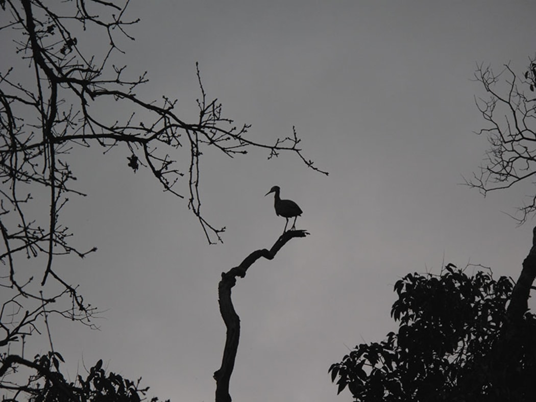 Matuku moana/white-faced heron