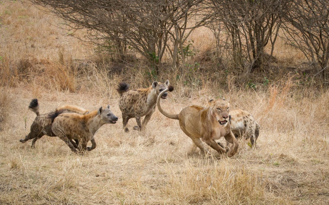 Four spotted hyenas run and chase after a lion, Panthera leo, through dry yellow grass in Londolozi Game Reserve, Sabi Sands, Greater Kruger National Park, South Africa.