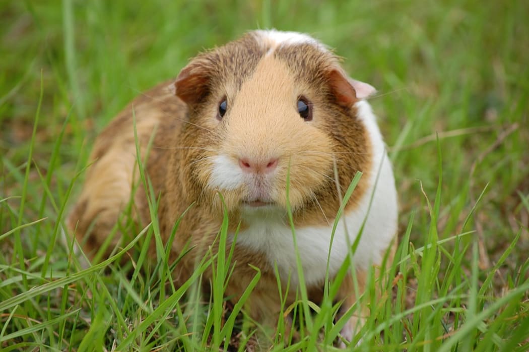 Dunedin Police are concerned that family pets are being 'stolen to order' after a recent thefts of rabbits and guinea pigs.