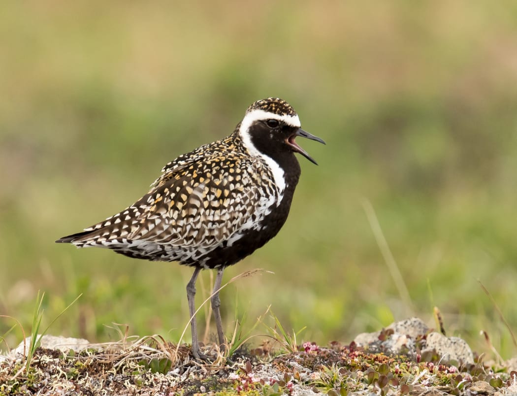 A male Pacific golden plover in breeding colours, at the breeding grounds in Alaska.