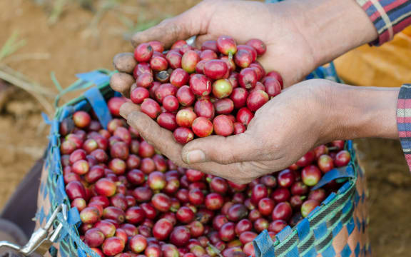 Coffee crop, arabica coffee berries