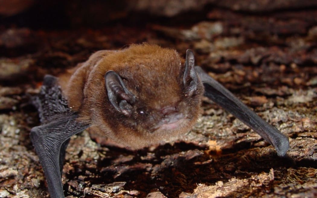 The long-tailed bat (pekapeka)