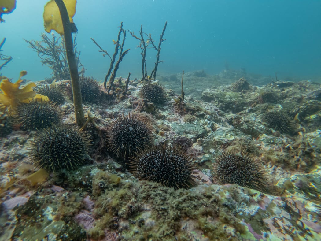 Kina shown, on barren seabed at The Noises islands in the Hauraki Gulf.