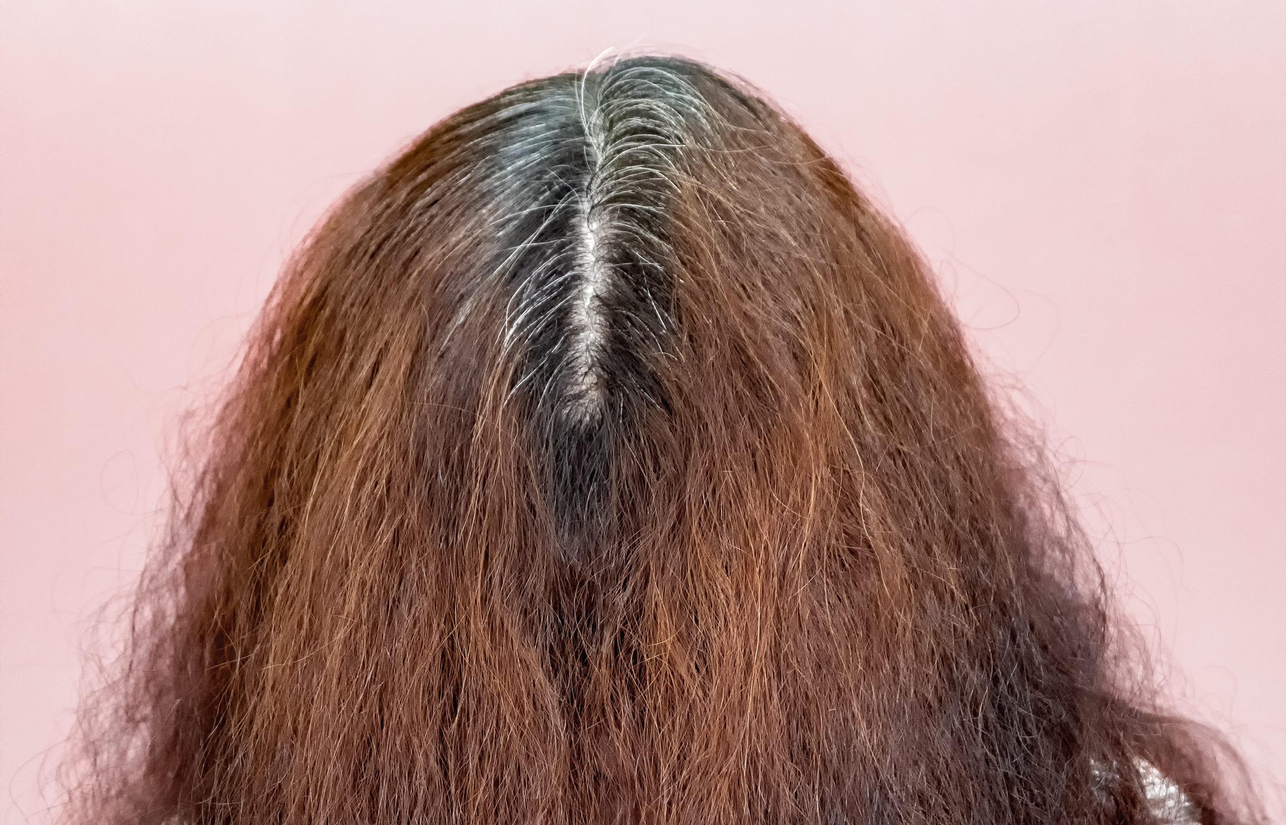 Women's thick curly gray hair roots. Age change. Going gray. Multicolored hair color