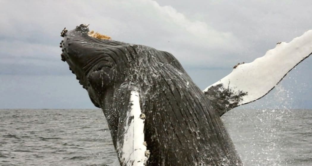 Humpback whale jumping