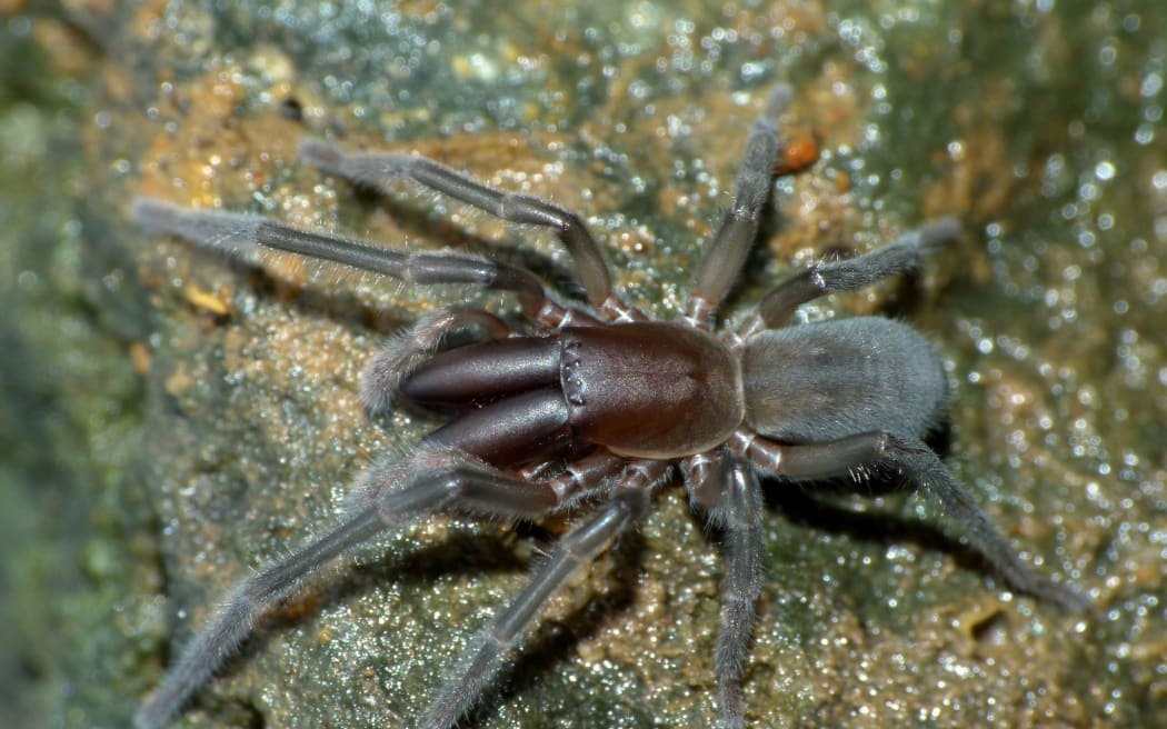 Intertidal spider (Desis marina).