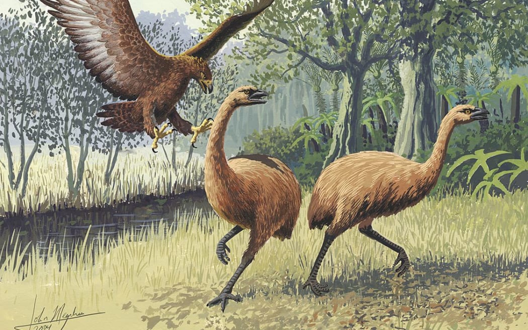 An artist's rendition of a Haast’s eagle attacking moa.