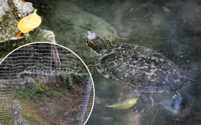 Seven red-eared slider turtles were taken from Cornwall Park after a large hole, about one metre by one metre, was cut in the aviary’s wire enclosure.