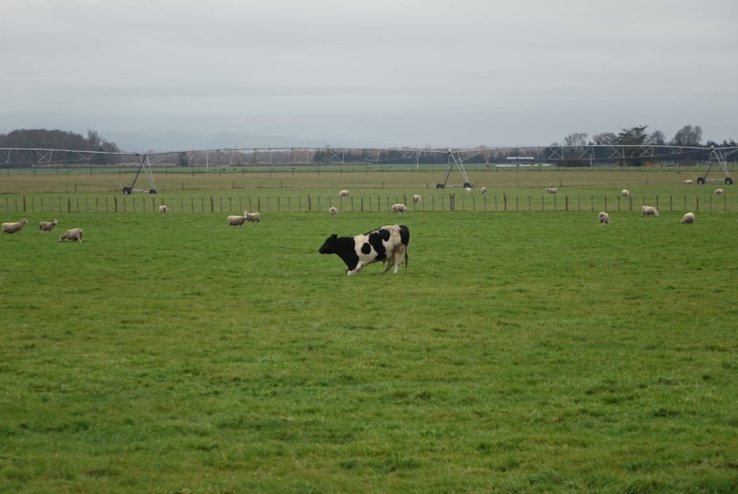 The Ruataniwha Plains which would be irrigated by the dam.