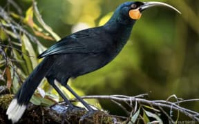 the Huia
