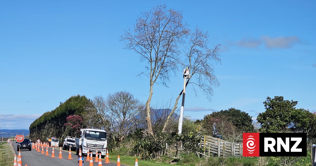 'Under siege': Fury as trees cleared for power pylons