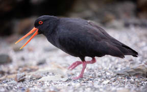 Variable oystercatcher