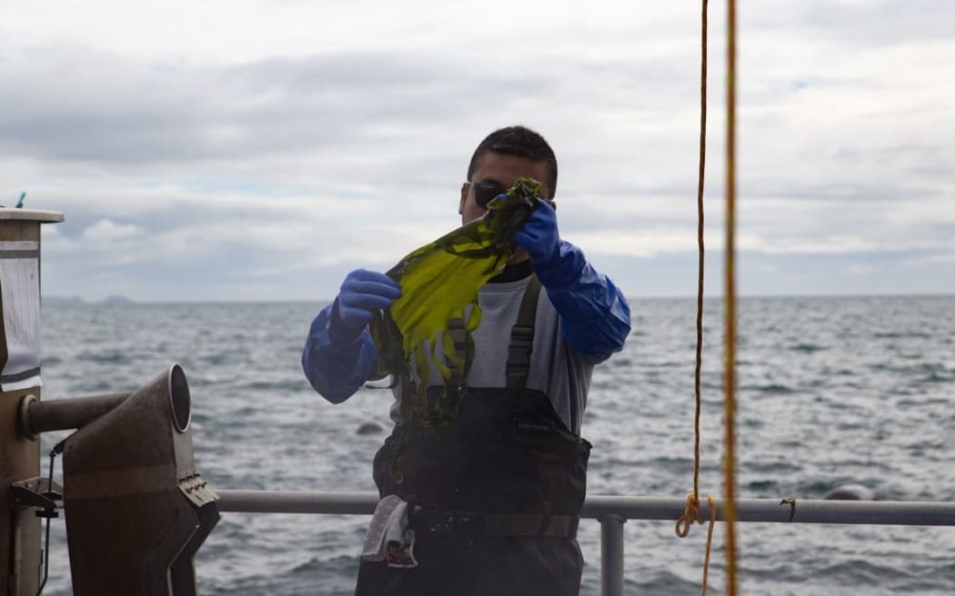 A Wakame Fresh employee stretches some of the harvested Undaria.
