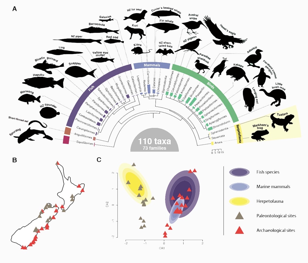 Ancient DNA sourced from bone fragments collected from middens has painted a more detailed picture of early Maori diet.