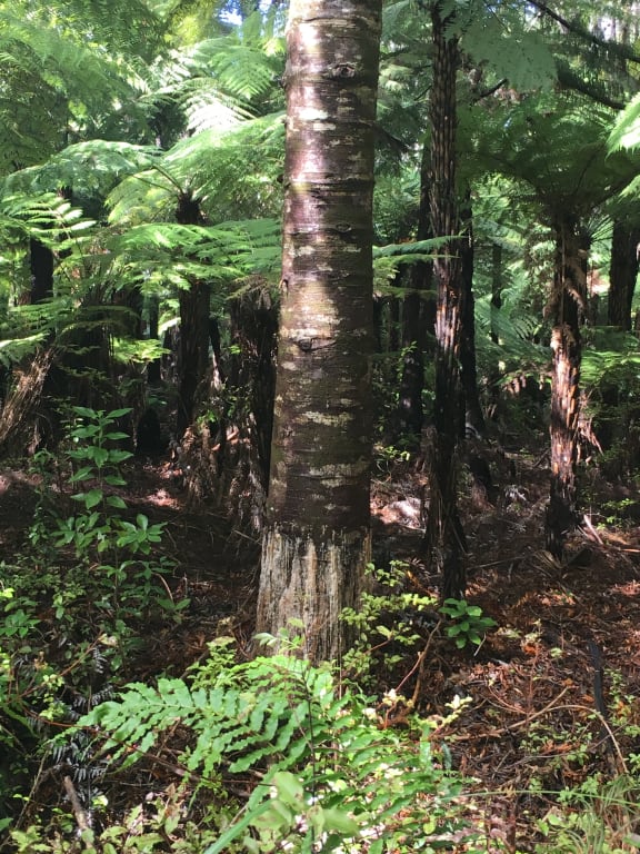 start of kauri dieback - lesions on tree base
