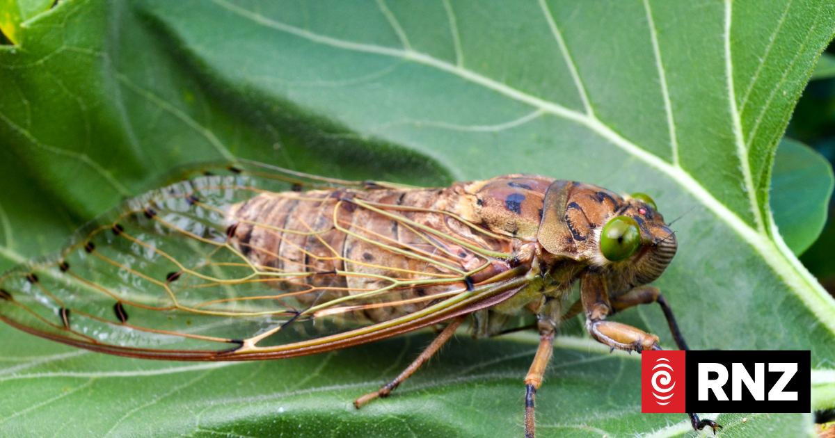 Entomologist Ruud Kleinpaste on looming US cicada infestation | RNZ