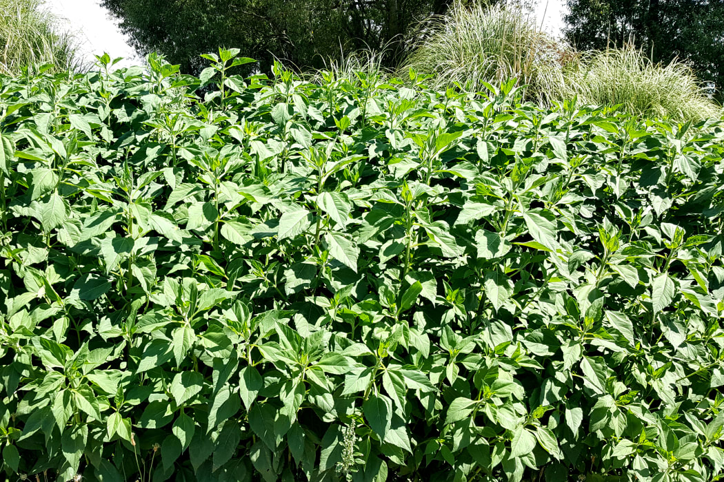 Jerusalem artichokes at Tuahiwi Market Gardens