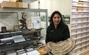 Mahajabeen Padamsee stands next to a glass case in the NZ Fungarium holding a large fungus. In the glass case there are fungi specimens, labels and an old microscope.