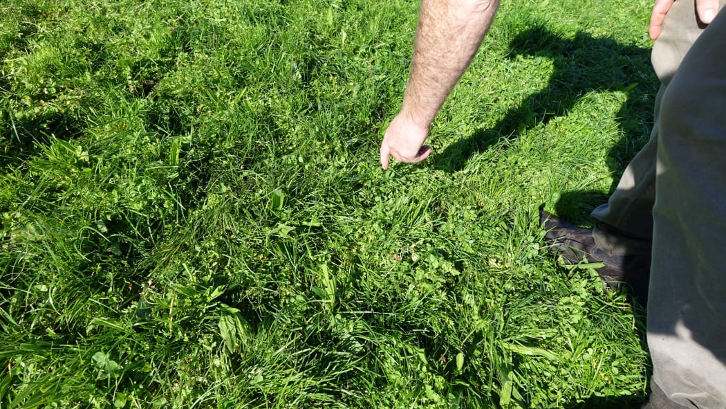 Grass on Daniel Maxwell's farm.