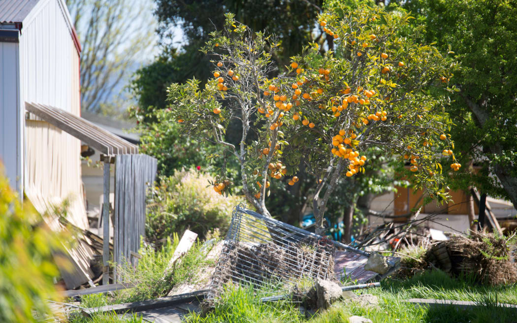 Citrus goes unpicked in the remains of a red-stickered property