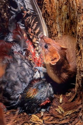 Stoat and kākā.