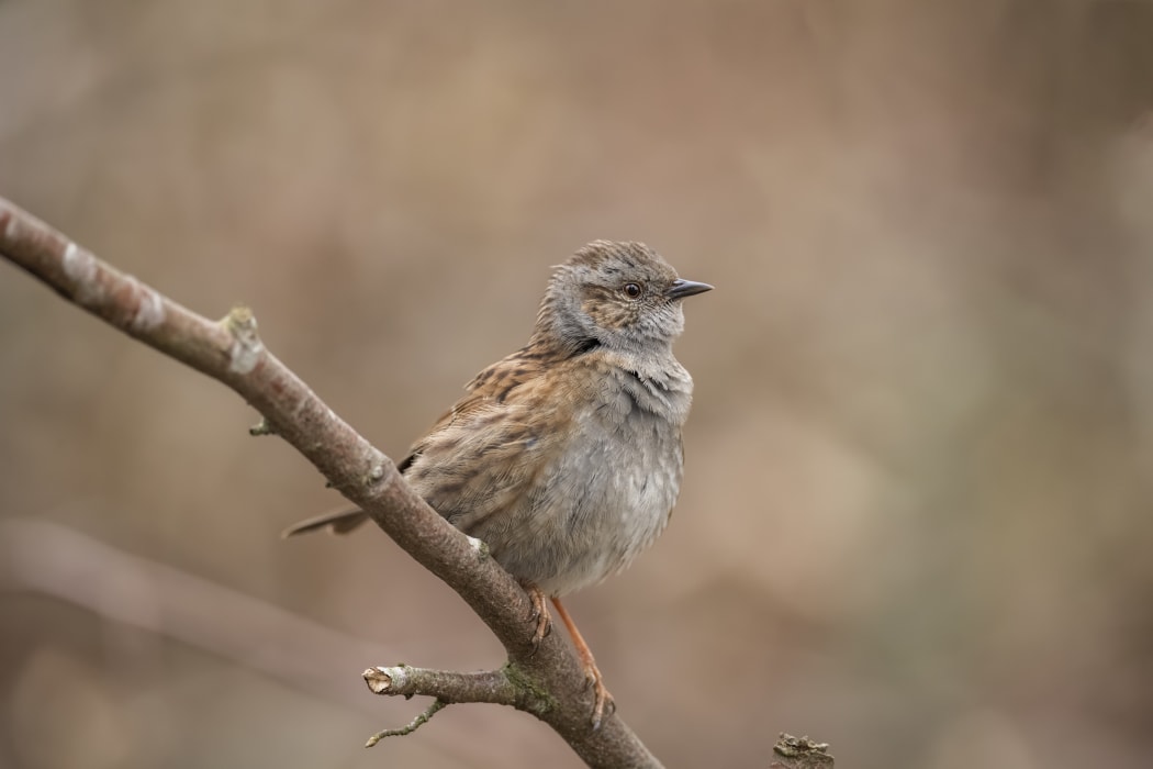 Dunnock perched on the branch of a tree in a forest