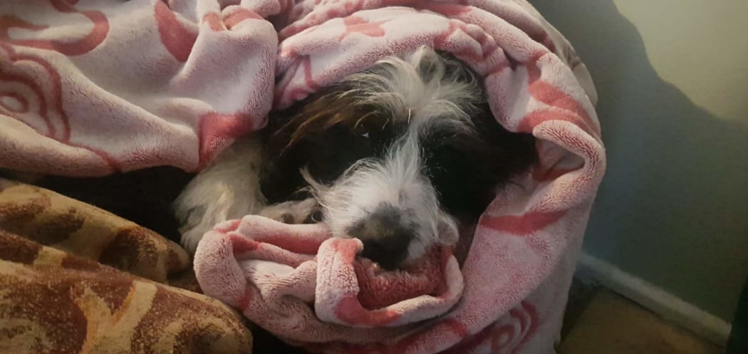 Chilli, wrapped up warmly after her ordeal, was checked over by a vet and is doing well.