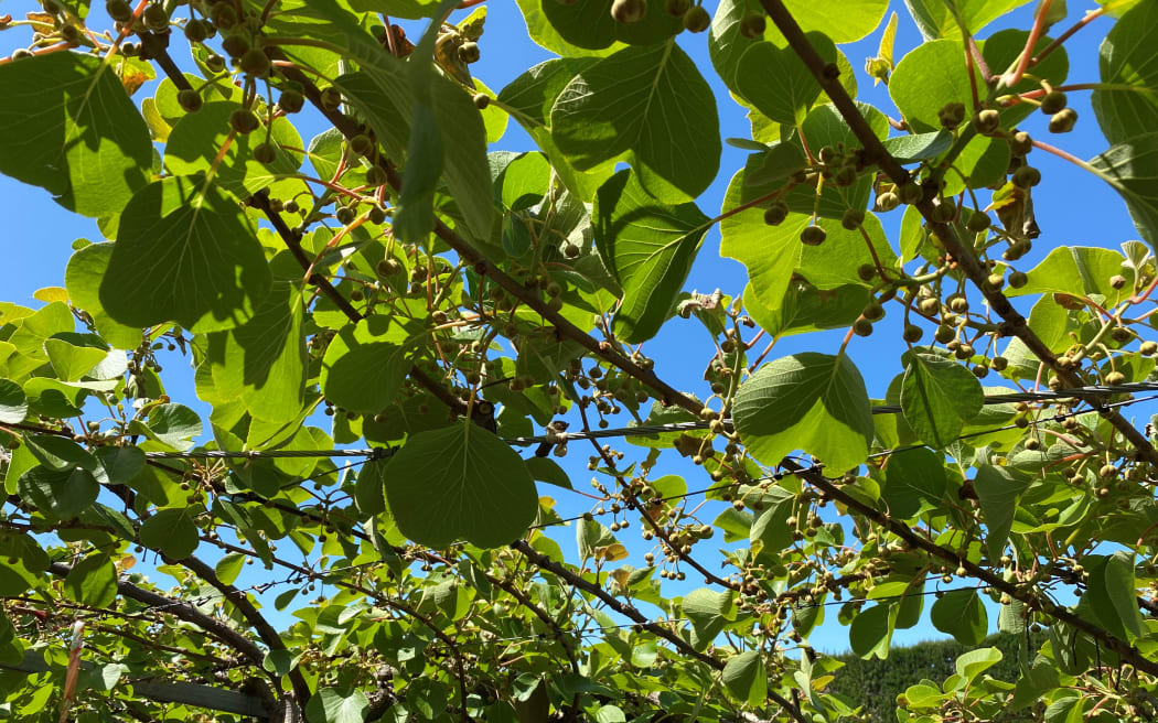 Mere metres from the frost damaged vines, 90 buds fill a square metre, with leaves blocking out the sky above