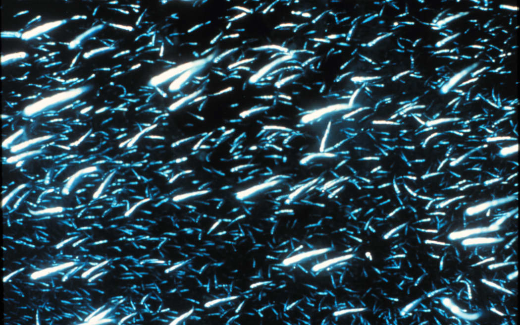A fuzzy underwater photo in the deep sea showing hundreds of silvery blue fish against a dark black backdrop.