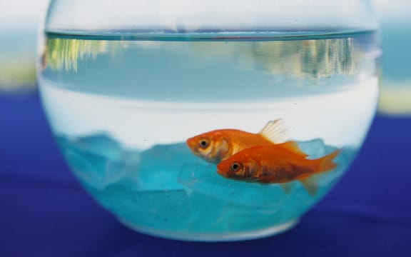 Golfish in Bowl