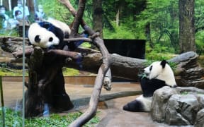 Twin giant panda Xiao Xiao and Lei Lei are seen on a first-come-first-served basis without lottery at Ueno Zoo in Taito Ward, Tokyo on October 4, 2022.( The Yomiuri Shimbun ) (Photo by Kazuki Wakasugi / The Yomiuri Shimbun via AFP)