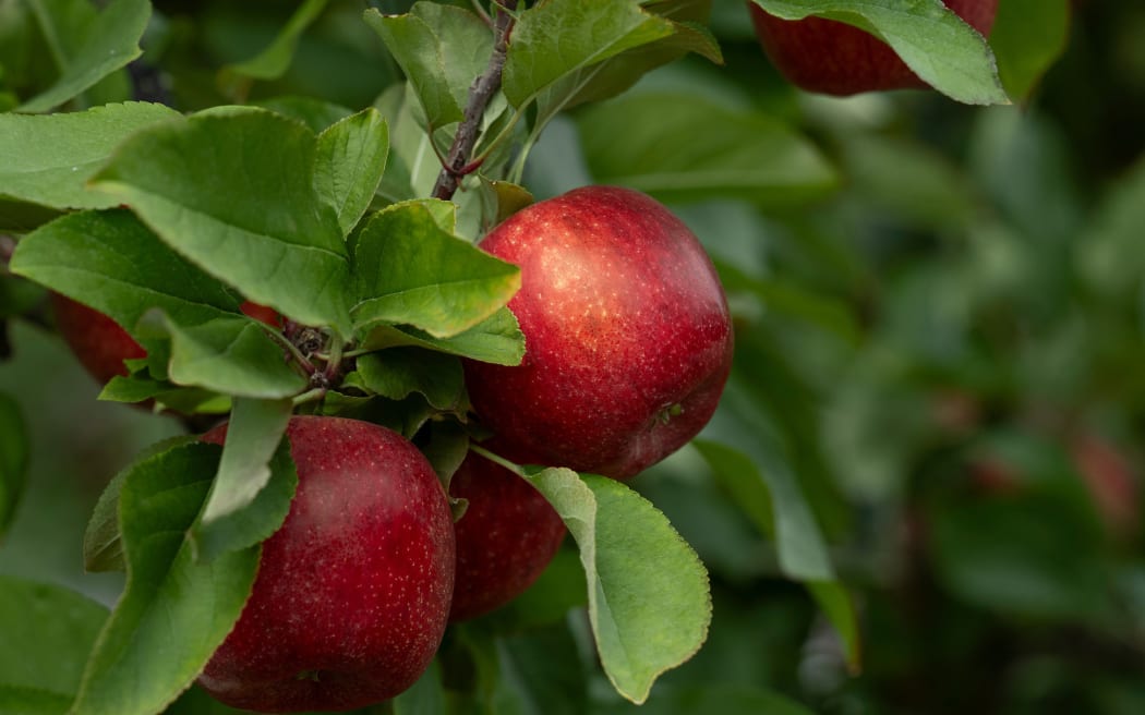 एनवी सेब को पहली बार 1985 में बायोइकोनॉमी साइंस इंस्टीट्यूट (तब डीएसआईआर का हिस्सा) द्वारा टी एंड जी द्वारा विश्व स्तर पर विशेष रूप से व्यावसायीकरण किए जाने से पहले पैदा किया गया था।