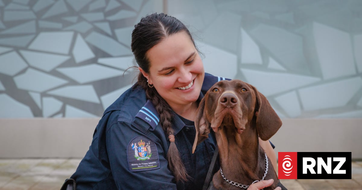 Stray rescued from street now top dog at Christchurch Airport