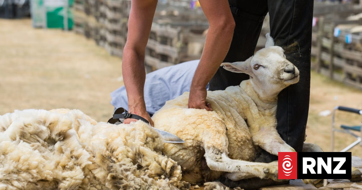 Wool industry extends animal welfare training after shearers' sentencing for sheep abuse