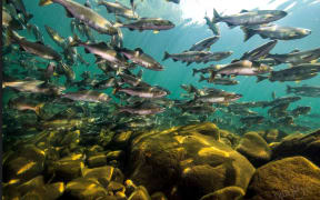 Pink Salmon